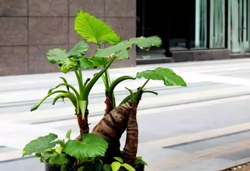 醫(yī)生回應(yīng)男孩誤食滴水觀音事件，普及植物知識的重要性及應(yīng)對誤食的方法