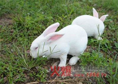 獺兔最新價(jià)格動(dòng)態(tài)，市場(chǎng)分析與影響因素探討