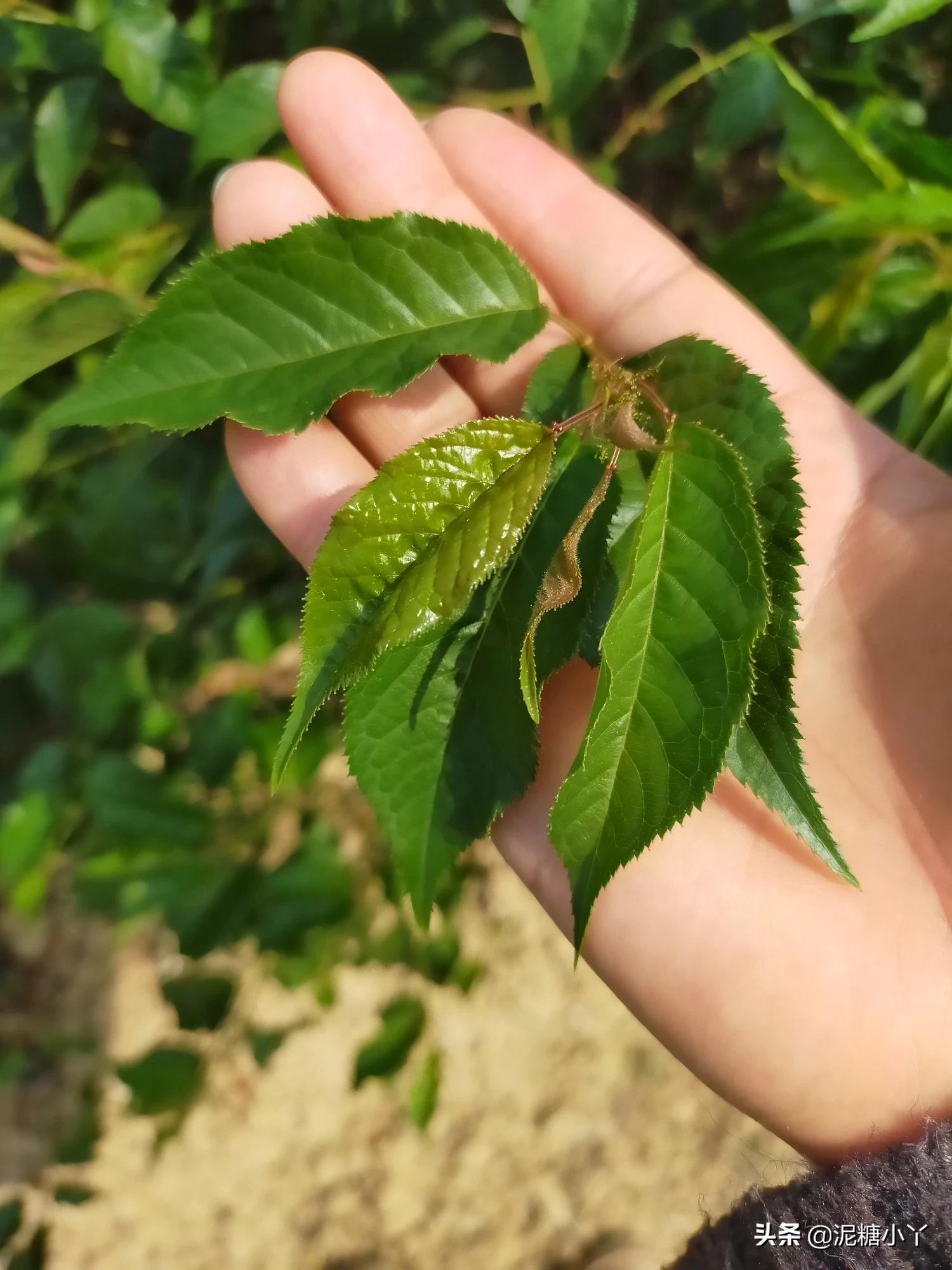 探索未來果園新星，櫻桃最新品種亮相！