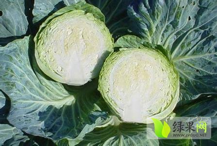 甘藍(lán)價(jià)格最新行情分析與趨勢(shì)預(yù)測(cè)