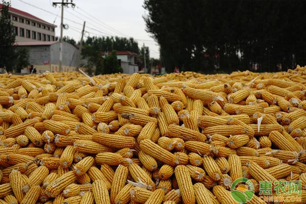 山西玉米最新價格動態(tài)分析與行情概述