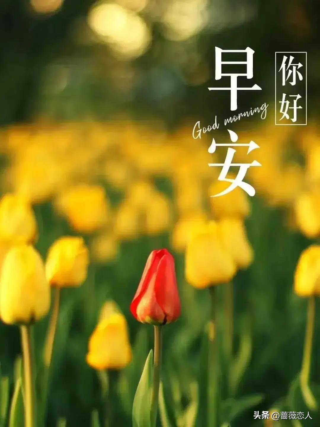 2024天天彩資料免費寶典，最新規(guī)則解讀_學(xué)習(xí)版QND112.92