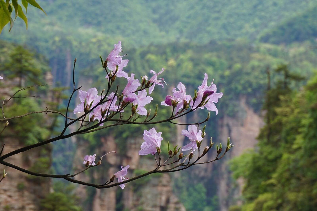扶蘭最新，探索與發(fā)現(xiàn)的旅程