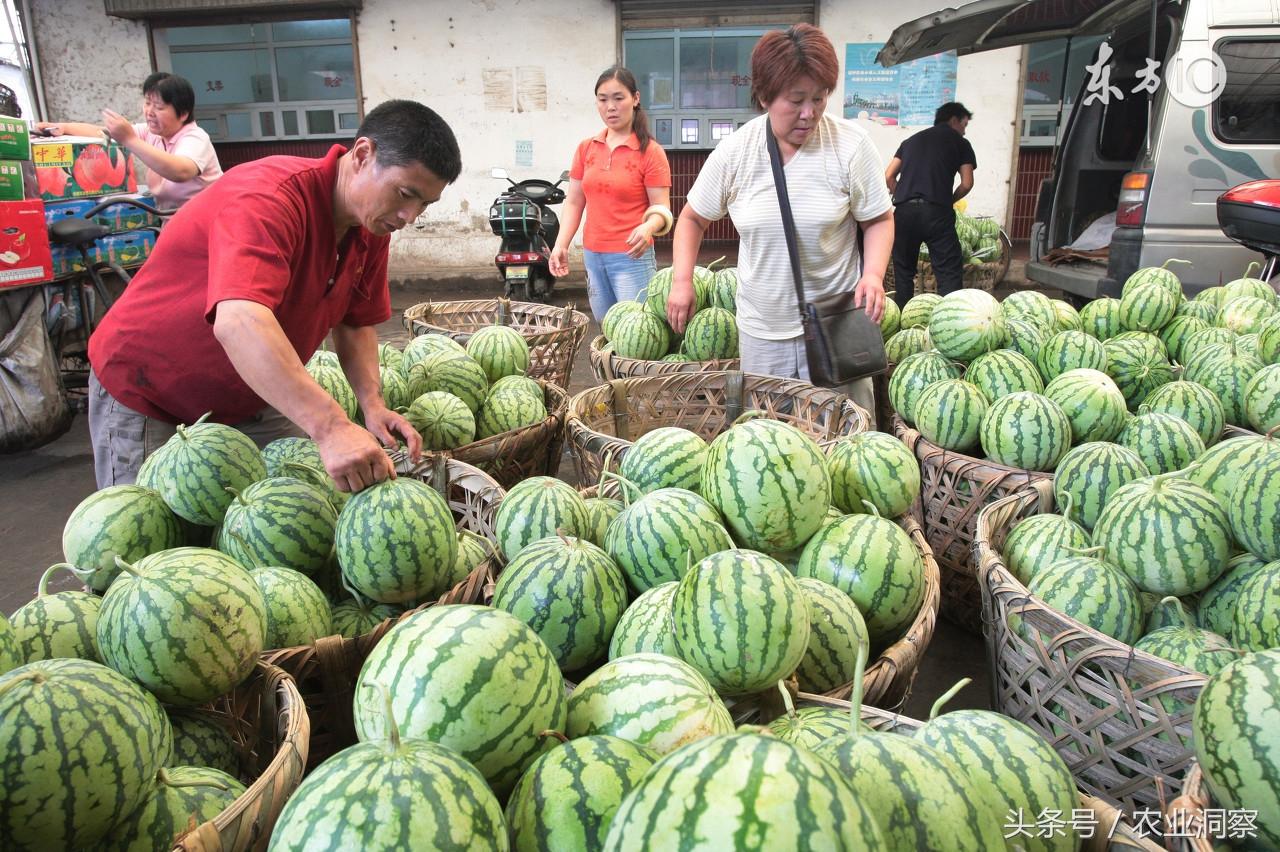 西瓜最新行情分析與趨勢(shì)預(yù)測(cè)
