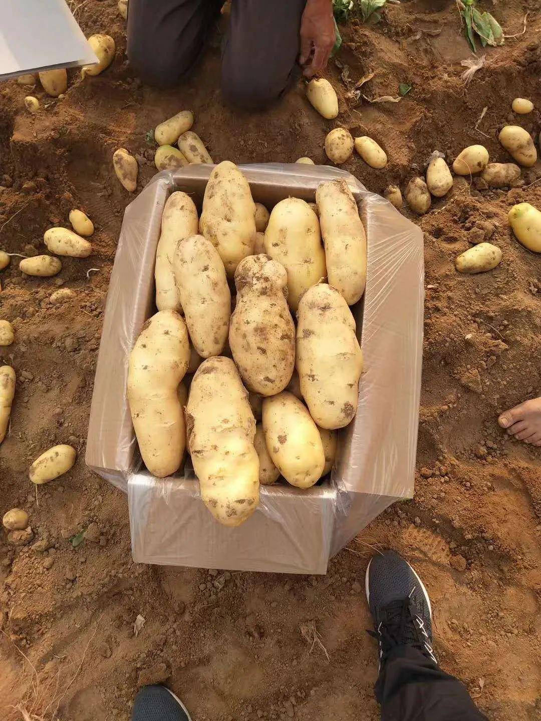 安丘土豆價格最新行情及分析