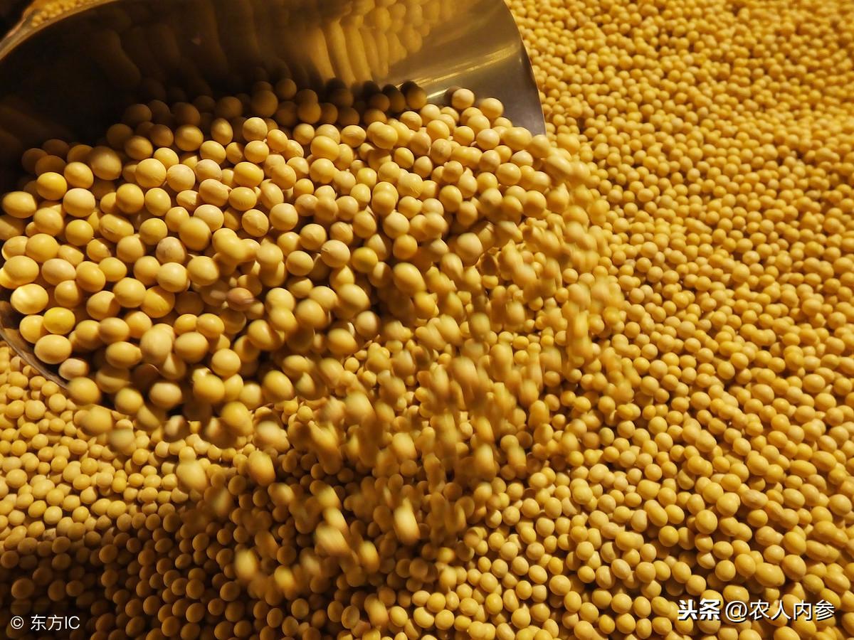 最新大豆種植技術(shù)，品種優(yōu)勢(shì)與技術(shù)解析