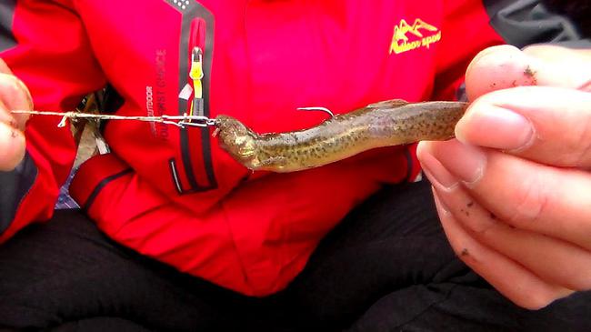 泥鰍釣魚(yú)新技術(shù)探索與實(shí)踐，最新釣魚(yú)技巧分享